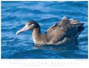 Short-tailed Albatross